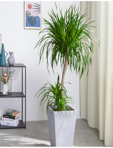 宁波余姚绿植租摆服务好