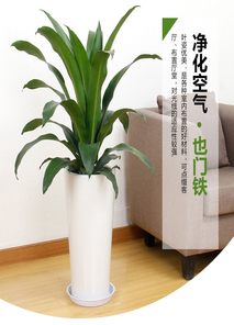 深挖奉化绿植租赁方案，打造生态之境